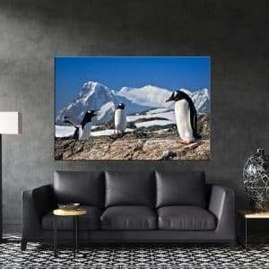 תמונת קנבס הפינגווין החושב לסלון לעיצוב הבית