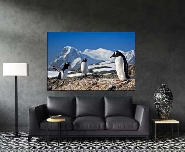 תמונת קנבס הפינגווין החושב לסלון לעיצוב הבית