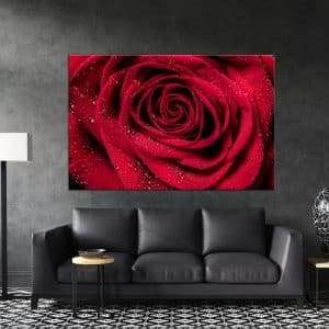 תמונת קנבס - תקריב ורד אדום לסלון לעיצוב הבית