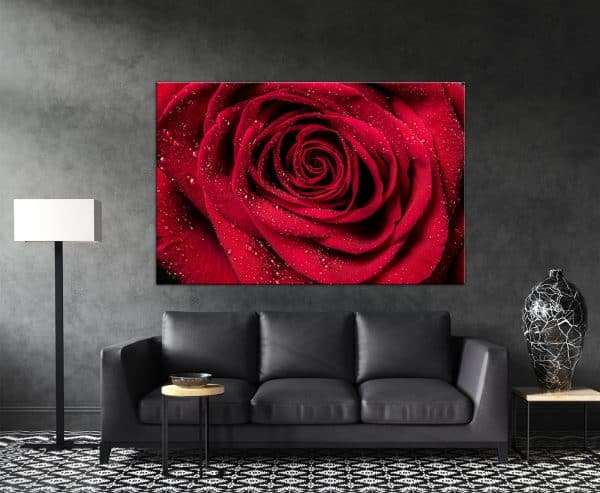 תמונת קנבס - תקריב ורד אדום לסלון לעיצוב הבית