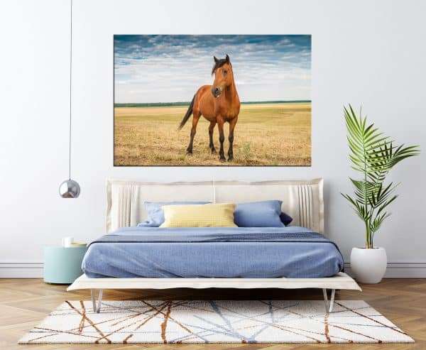 תמונת קנבס סוס חושני לסלון לעיצוב הבית