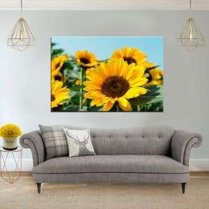 תמונת קנבס פרח השמש לסלון לעיצוב הבית